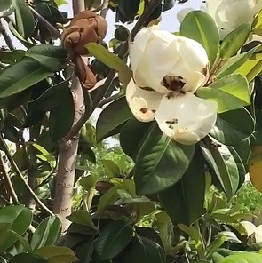 מגנוליה
